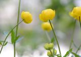 Trollius europaeus