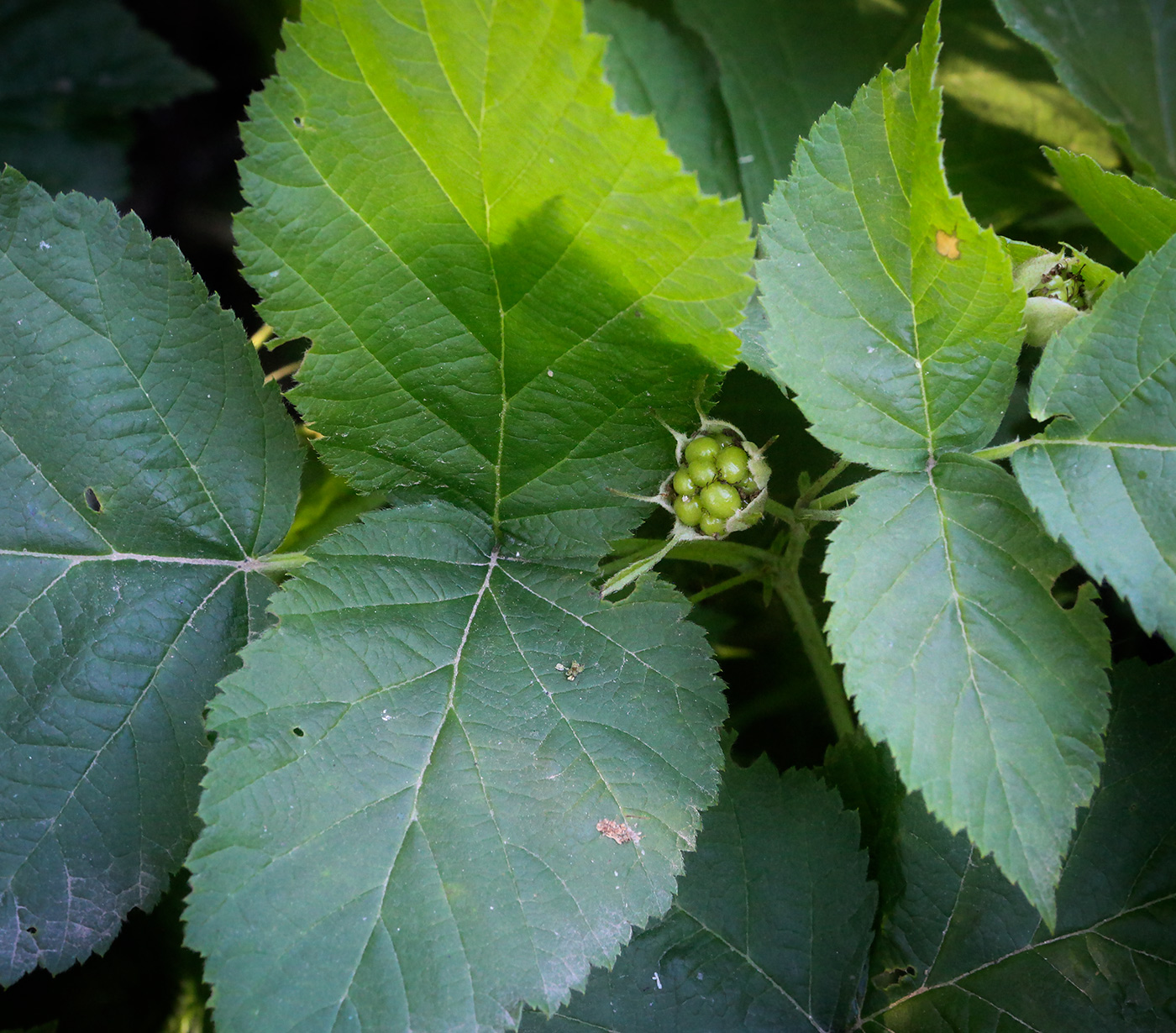 Изображение особи Rubus caesius.