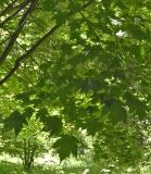 Acer micranthum. Часть кроны. Польша, г. Рогов, арборетум, в культуре. 29.05.2018.