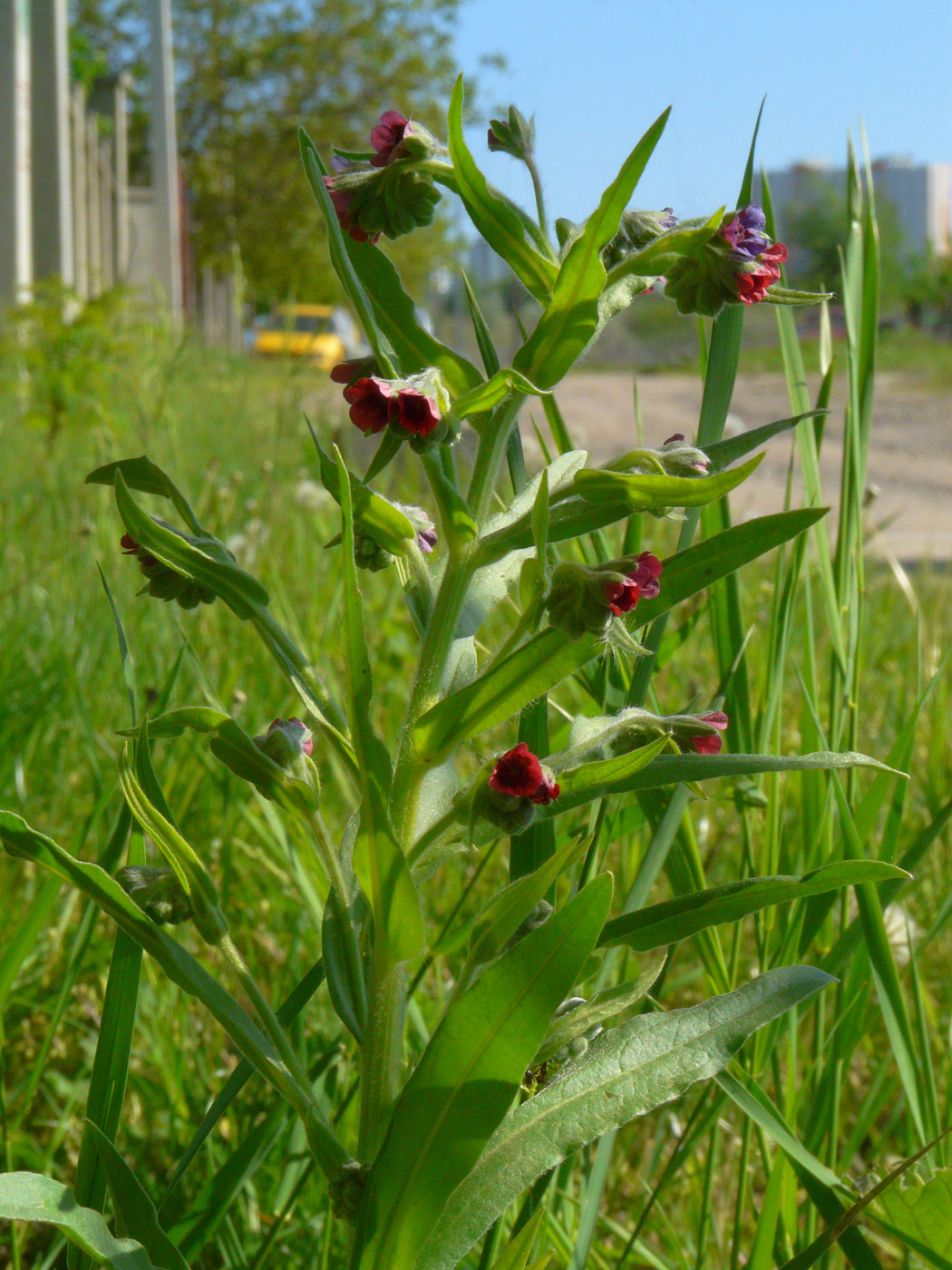 Изображение особи Cynoglossum officinale.