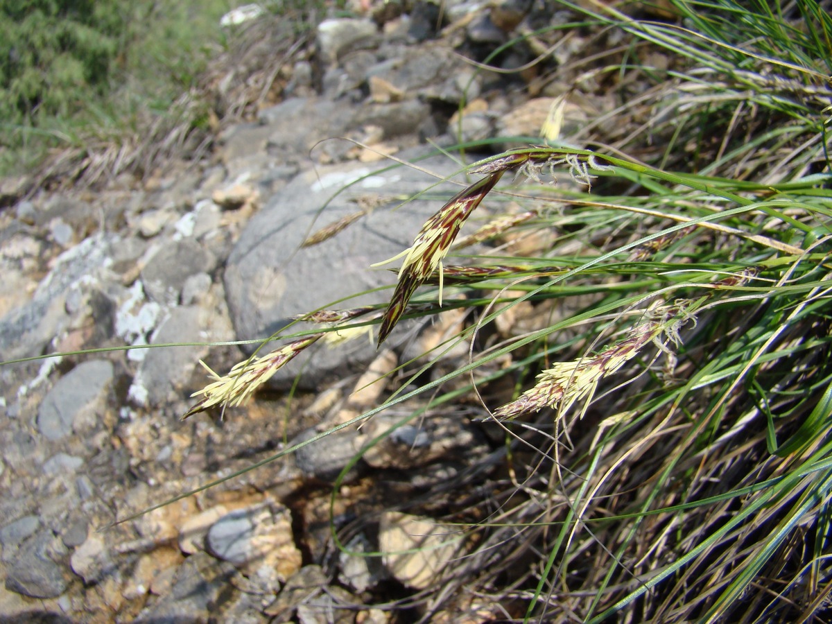 Image of Carex alexeenkoana specimen.