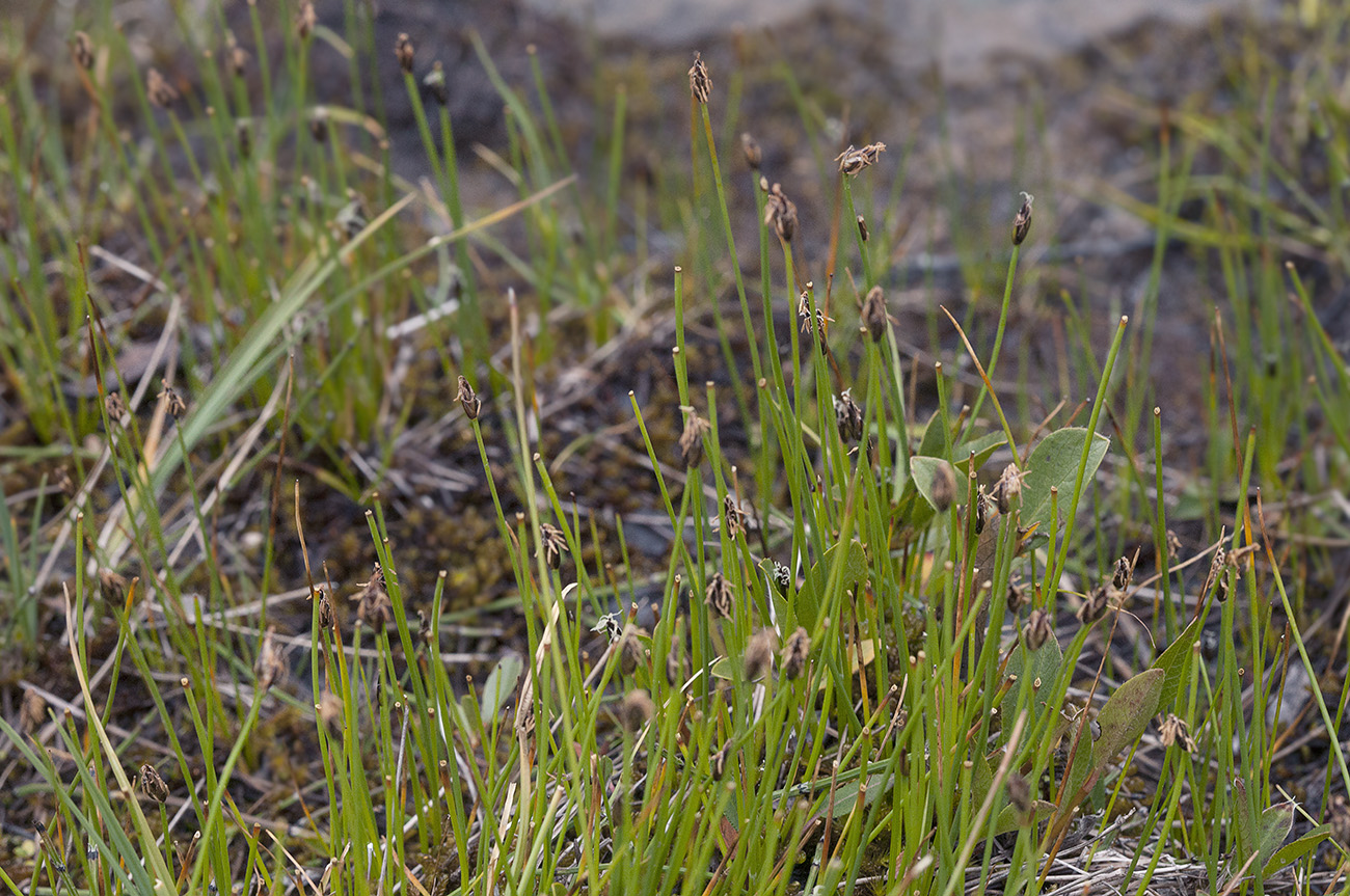 Изображение особи Eleocharis quinqueflora.