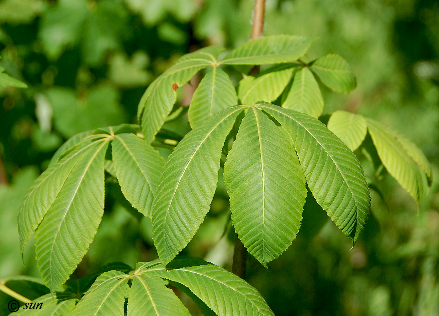 Изображение особи Aesculus glabra.