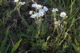 Cerastium arvense