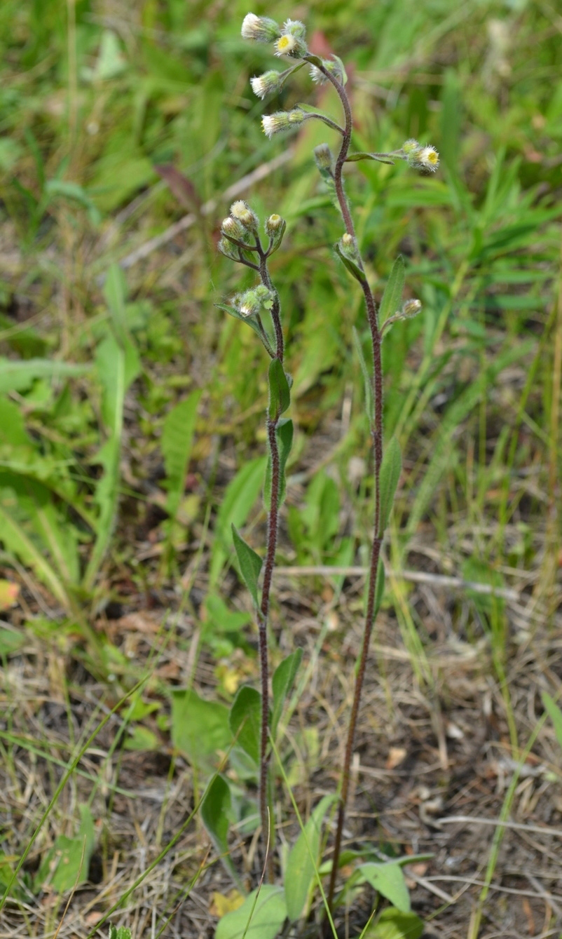 Изображение особи Erigeron acris.