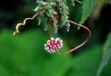 Cuscuta europaea