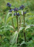 Gentiana macrophylla. Цветущие растения. Алтай, Курайская степь, р. Тюте (выс. около 1600 м н.у.м.). 20.07.2010.