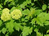 Viburnum opulus f. roseum