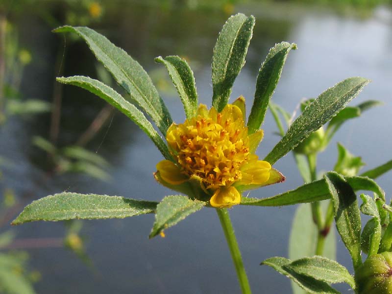 Изображение особи Bidens frondosa.