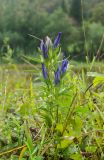 Gentiana pneumonanthe. Верхушка цветущего растения. Башкортостан, Гафурийский р-н, окр. дер. Толпарово, долина р. Зилим, заросший луговой растительностью галечник. 2 сентября 2020 г.