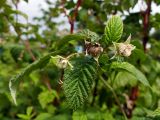 Rubus sibiricus