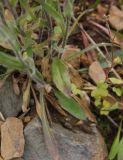 Erigeron eriocalyx