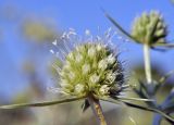 Eryngium campestre. Соцветие. Крым, Симферопольский р-н, окр. с. Урожайное, р-н дачного посёлка, нарушенная степь. 31.07.2022.