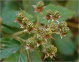 Rubus allegheniensis