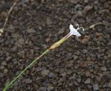 Dianthus cretaceus