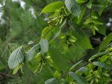 Carpinus betulus. Ветви с соплодиями. Краснодарский край, г. Адлер, парк \"Южные культуры\". 22.07.2021.