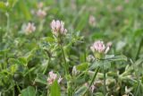 Trifolium striatum