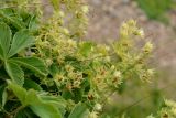 Potentilla brachypetala. Цветущее и плодоносящее растение. Краснодарский край, Адлерский р-н, хр. Аибга, 2200 м н.у.м., покрытая дёрном скала. 29.07.2023.