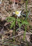 Anemone nemorosa. Цветущее растение. Испания, автономное сообщество Каталония, провинция Жирона, комарка Рипольес, муниципалитет Мольо, окр. перевала Коль-де-Арес (1513 м н.у.м), склон северной экспозиции, смешанный лес. 12.04.2024.