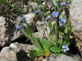 Myosotis incrassata