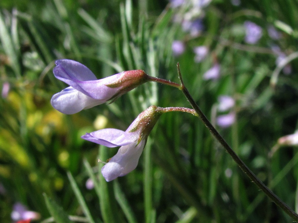 Изображение особи Vicia tenuissima.