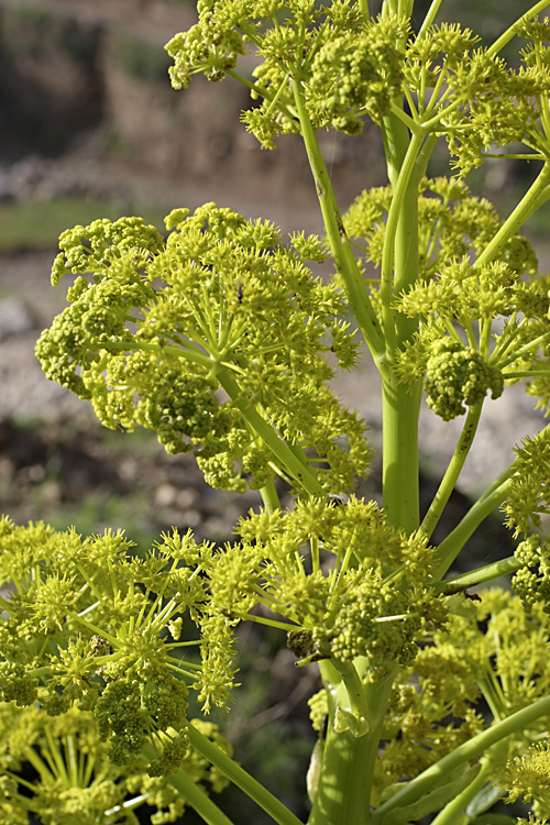 Изображение особи Ferula tadshikorum.