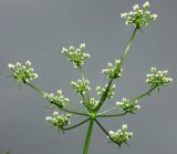 Chaerophyllum bulbosum