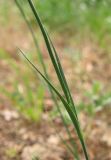 Dianthus marschallii