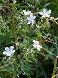 Geranium affine