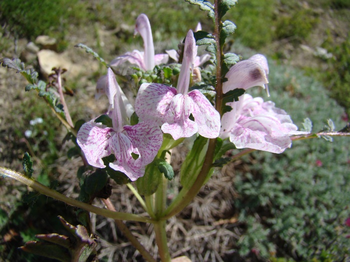 Изображение особи Pedicularis waldheimii.