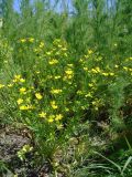 Ranunculus sardous