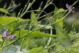 Lunaria rediviva