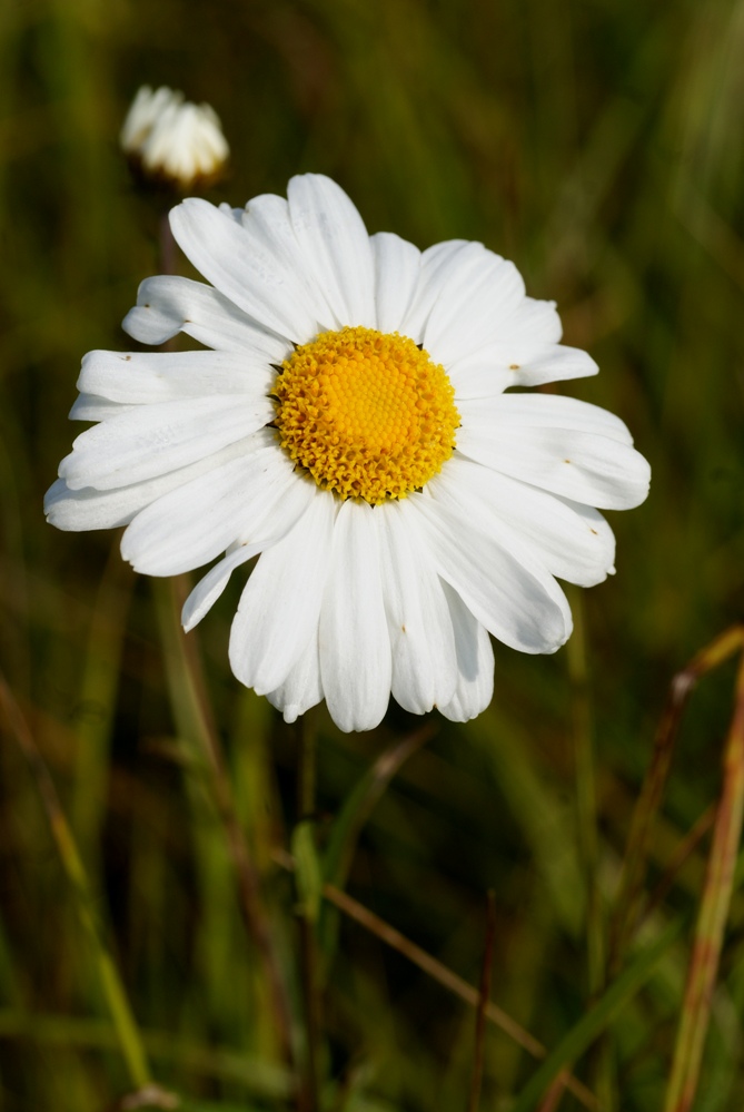 Изображение особи Leucanthemella linearis.