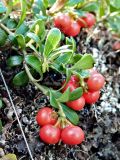 Arctostaphylos uva-ursi. Верхушки побегов с соплодиями. Якутия, Мегино-Кангаласский улус, сосновый бор на склоне террасы. Начало августа 2013 г.