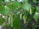 Betula borysthenica