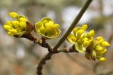 Cornus mas