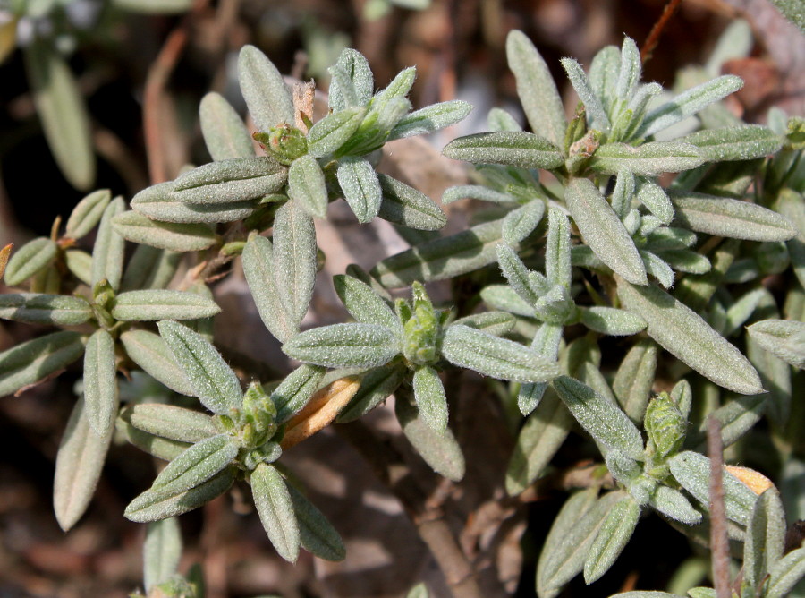 Изображение особи Helianthemum apenninum.