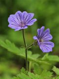 Geranium bohemicum