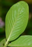 Catharanthus roseus