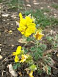 Solanum cornutum