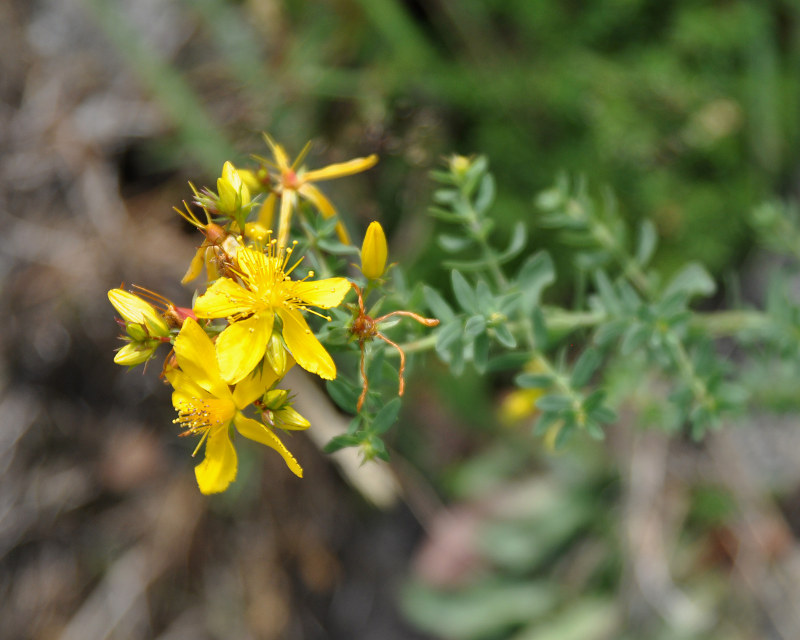 Изображение особи Hypericum perforatum.