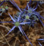 Eryngium creticum