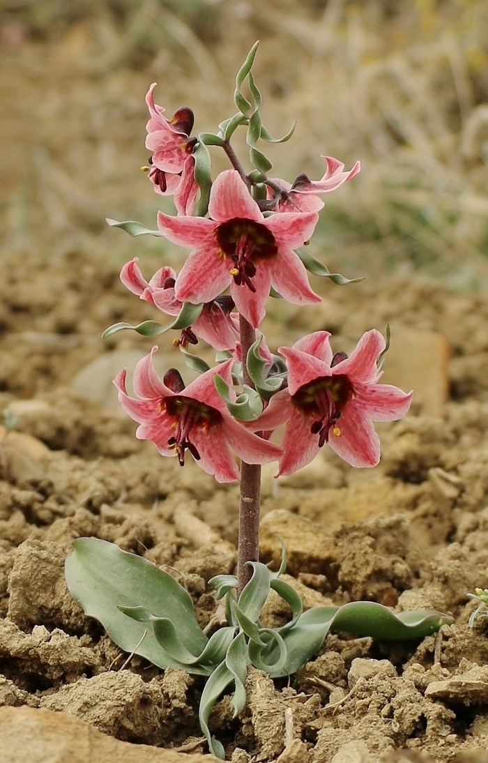 Изображение особи Rhinopetalum gibbosum.