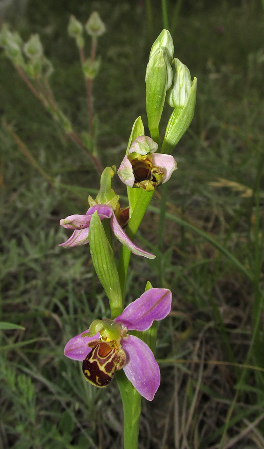 Изображение особи Ophrys apifera.