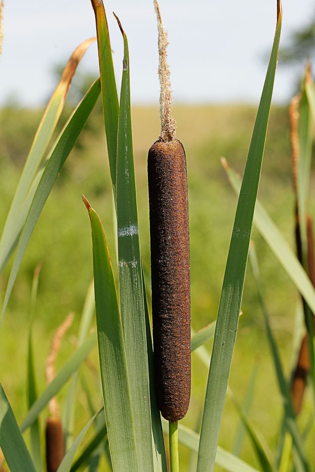 Изображение особи Typha latifolia.