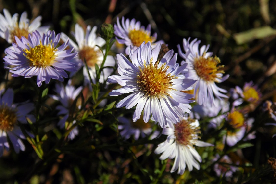 Изображение растения Symphyotrichum × versicolor.