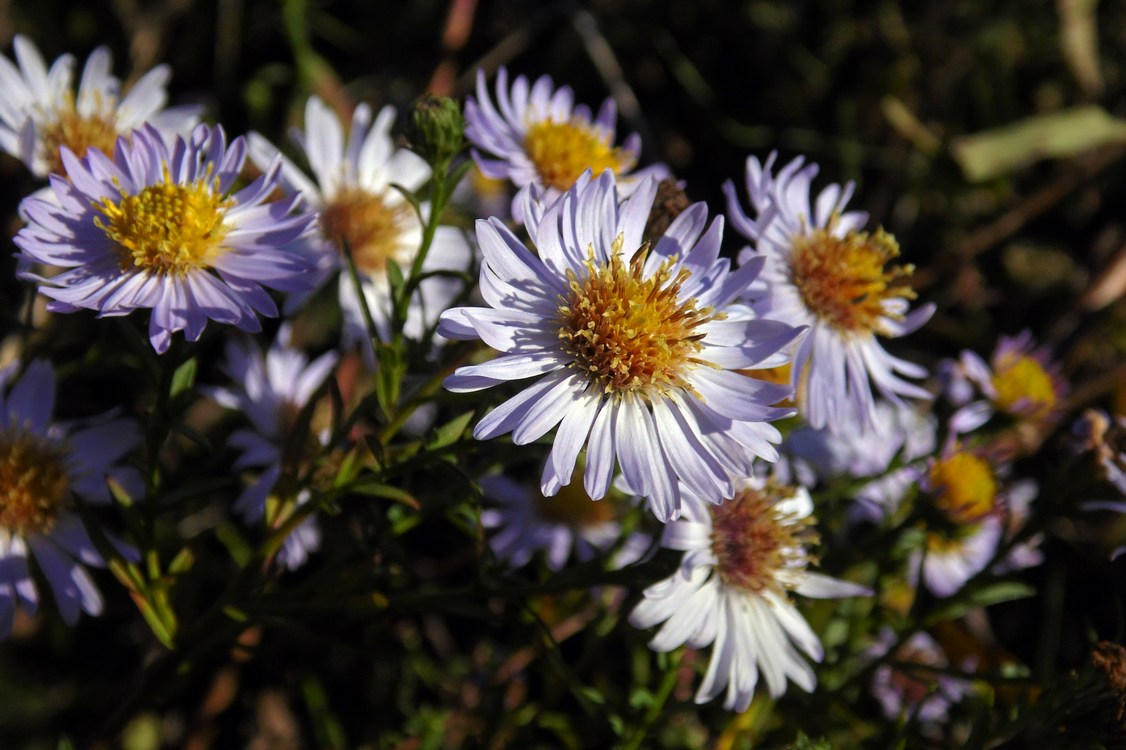 Изображение особи Symphyotrichum &times; versicolor.