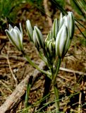 Ornithogalum navaschinii