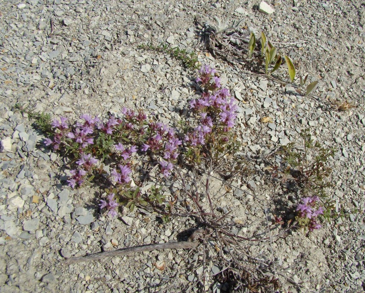 Изображение особи Thymus dubjanskyi.