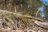 Carex ericetorum. Цветущее растение. Псковская обл., Себежский р-н, окр. дер. Козлово и дер. Мостище, нарушенный склон у шоссе на опушке сухого кустарничково-зеленомошного сосняка на песке. 06.05.2017.